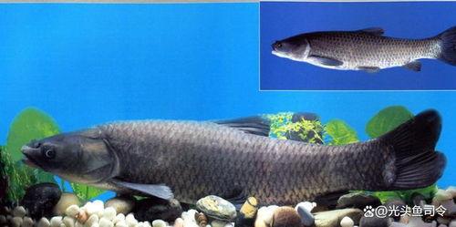 青鱼视频国产在线,国产在线影视盛宴，尽享视听盛宴  第3张