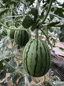 即墨网红吃瓜,揭秘网络红人的幕后故事  第3张