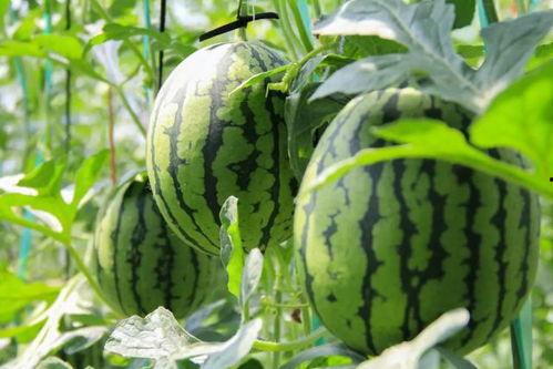 17CCC吃瓜爆料 免费吃瓜,免费吃瓜，畅享娱乐盛宴！  第2张