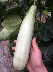 当代吃瓜的网红,揭秘娱乐圈幕后真相